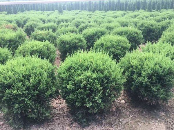 侧柏在园林景观中的应用