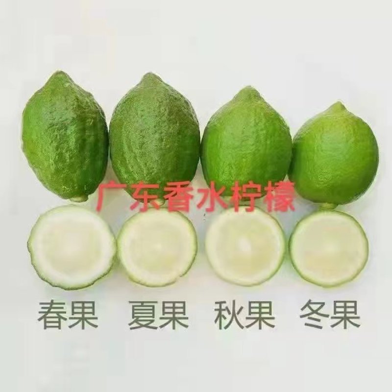 柠檬苗四季南北方种植柠檬树果树苗盆地栽香水柠檬果树苗