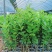 柠檬苗四季南北方种植柠檬树果树苗盆地栽香水柠檬果树苗