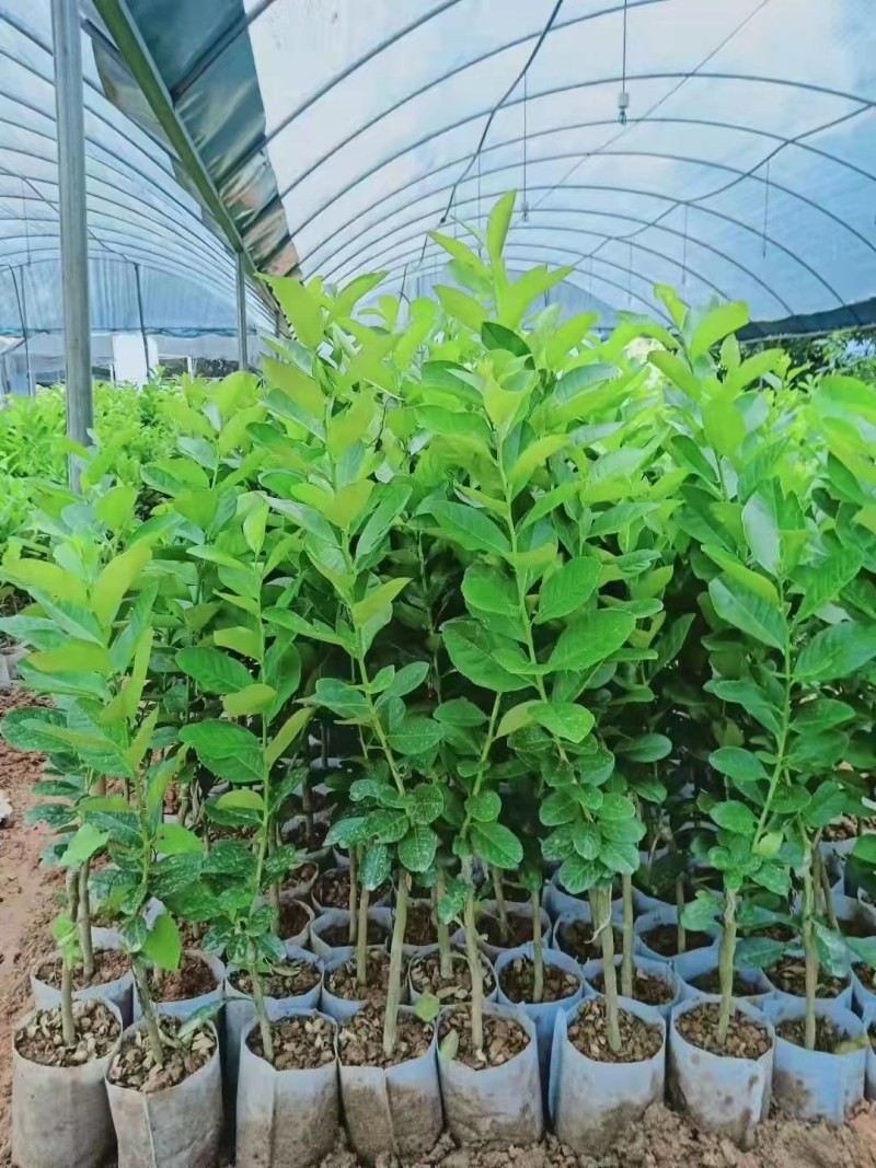 柠檬苗四季南北方种植柠檬树果树苗盆地栽香水柠檬果树苗