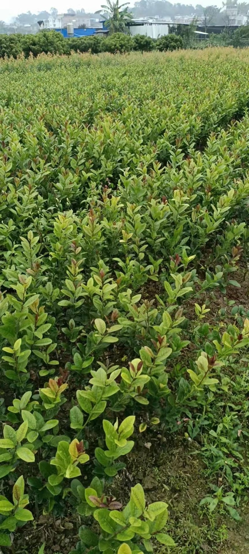 柠檬苗四季南北方种植柠檬树果树苗盆地栽香水柠檬果树苗