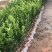 柠檬苗四季南北方种植柠檬树果树苗盆地栽香水柠檬果树苗