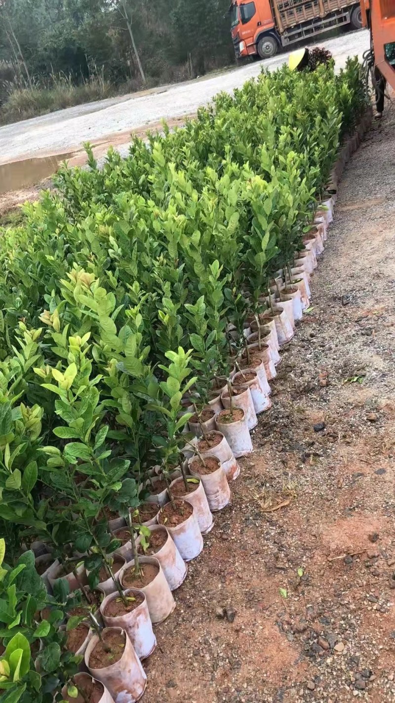 柠檬苗四季南北方种植柠檬树果树苗盆地栽香水柠檬果树苗