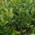 柠檬苗四季南北方种植柠檬树果树苗盆地栽香水柠檬果树苗