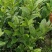 柠檬苗四季南北方种植柠檬树果树苗盆地栽香水柠檬果树苗