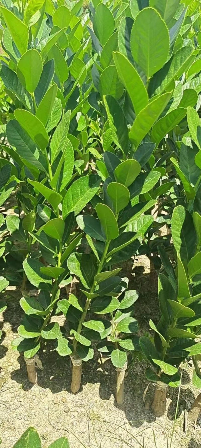 柠檬苗四季南北方种植柠檬树果树苗盆地栽香水柠檬果树苗