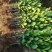 柠檬苗四季南北方种植柠檬树果树苗盆地栽香水柠檬果树苗