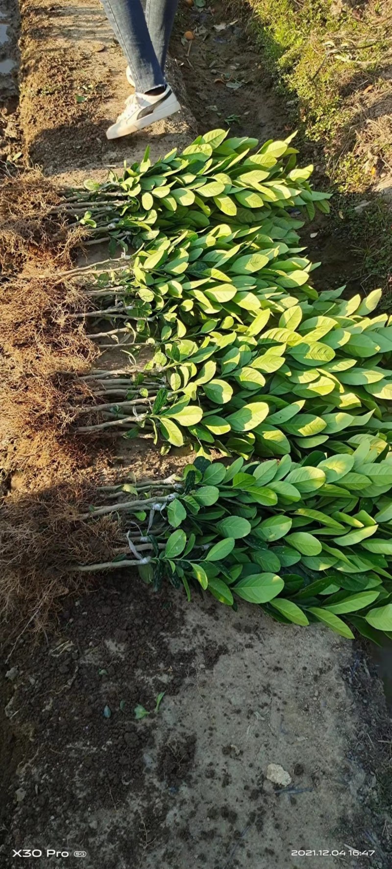 柠檬苗四季南北方种植柠檬树果树苗盆地栽香水柠檬果树苗