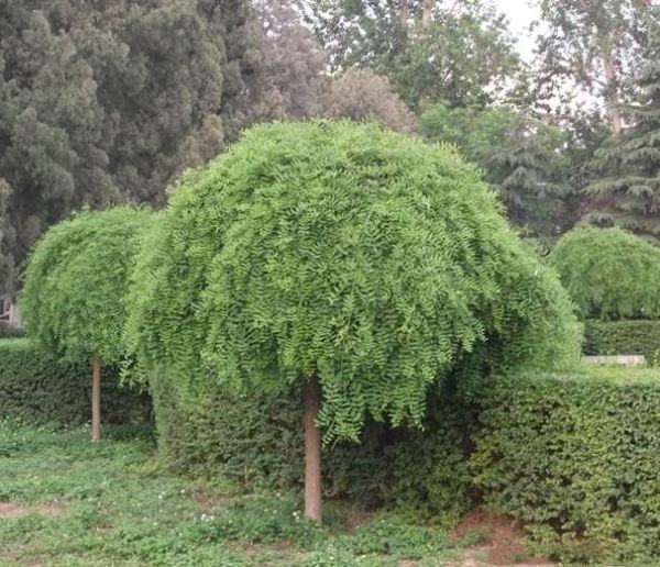 一棵成熟期的龙爪槐,树冠呈伞状展开,主干直立,侧枝向下弯曲延伸,形似龙爪;叶片为羽状复叶,浓绿有光泽;背景为城市公园绿地环境,周围有步道和休闲座椅,体现其园林应用特征 龙爪槐整体树形展示