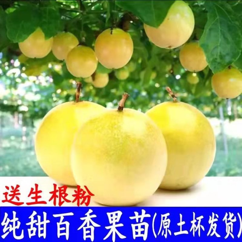 黄金百香果苗特大百香果苗当年结果鸡蛋果苗四季爬藤百香果树