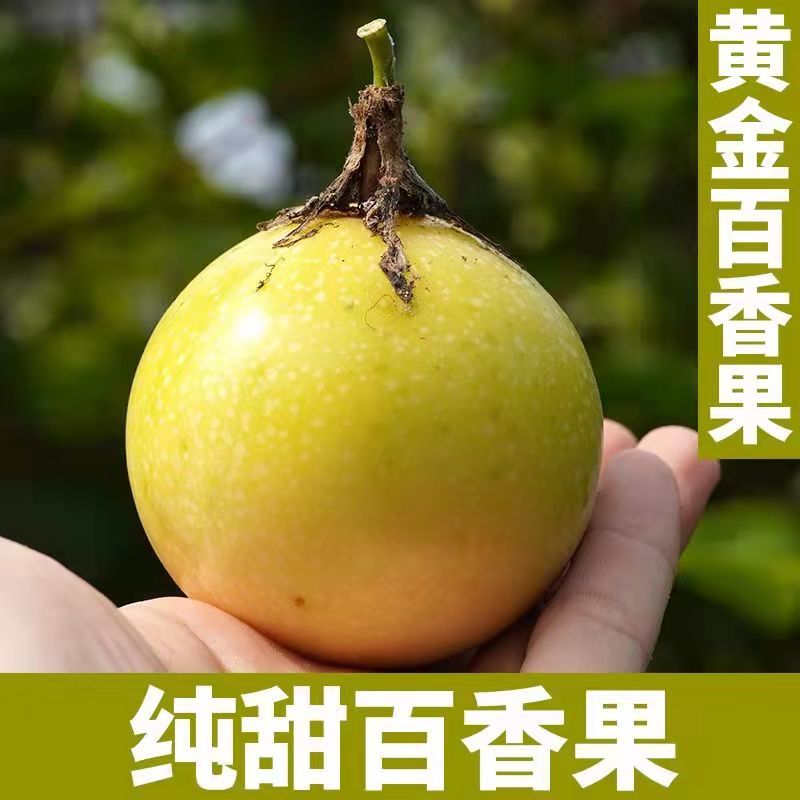 黄金百香果苗特大百香果苗当年结果鸡蛋果苗四季爬藤百香果树