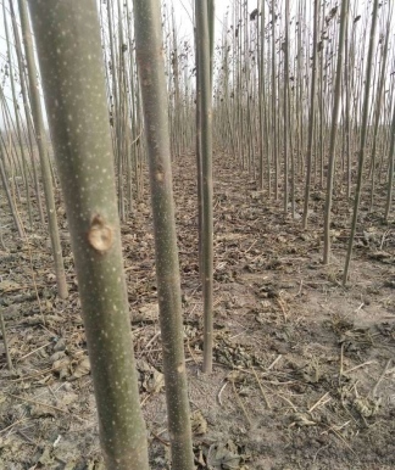 米径5公分精品青桐树质量有保证！量大从优！
