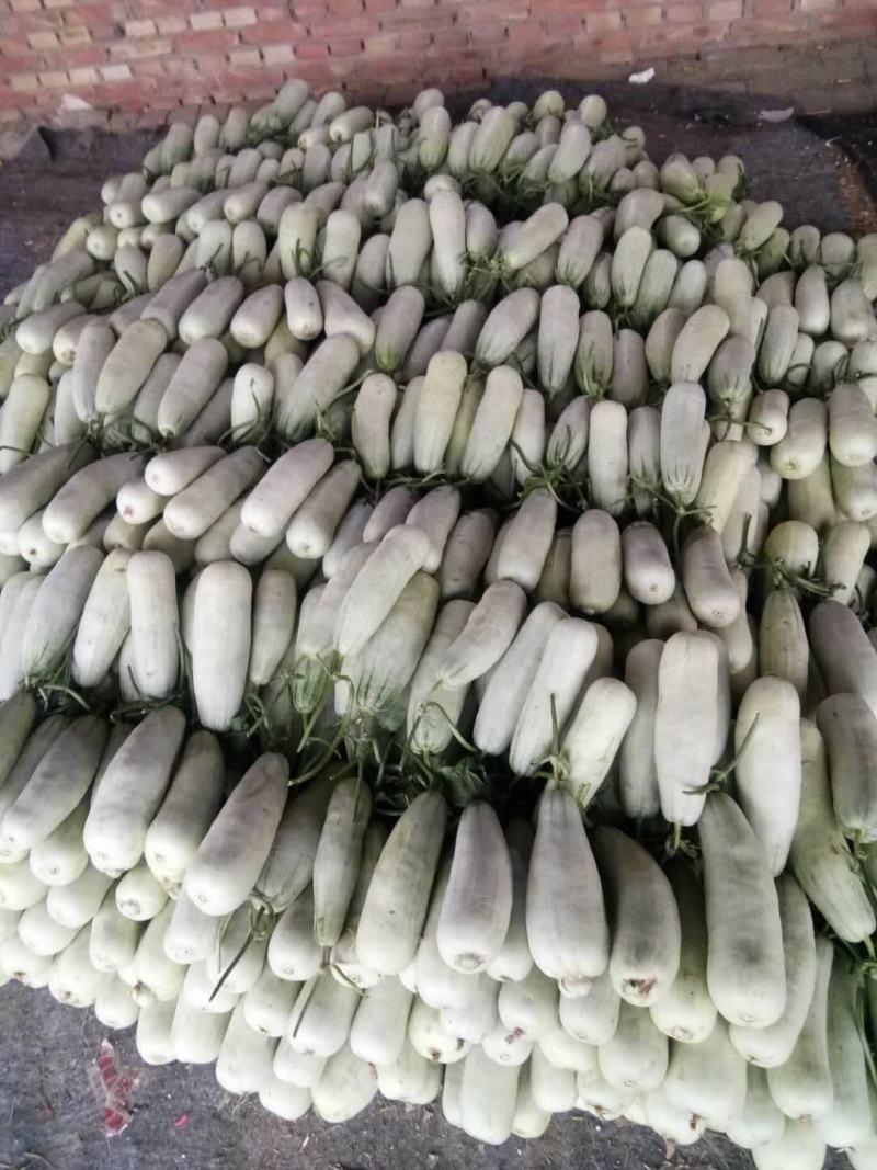 山东莘县万亩羊角蜜甜瓜，大量上市，电商，社团，市场档口！