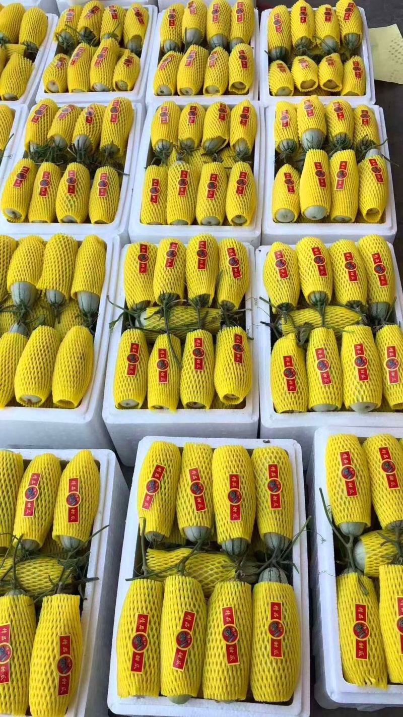 山东莘县万亩羊角蜜甜瓜，大量上市，电商，社团，市场档口！