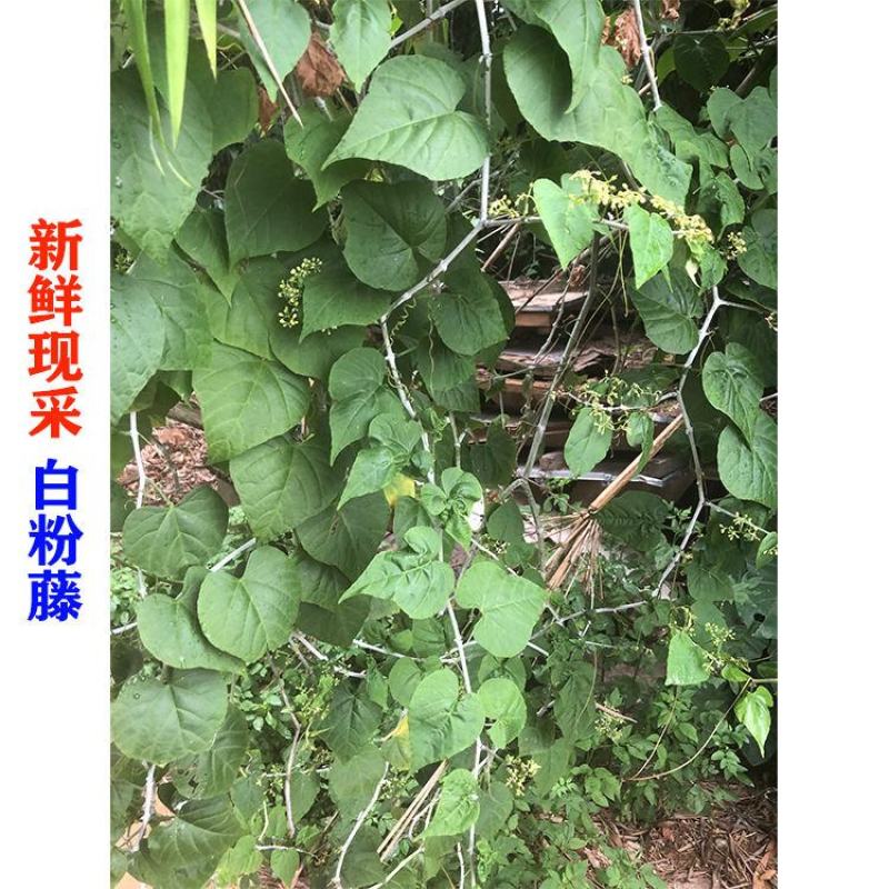 鲜货，干货，大货请预定