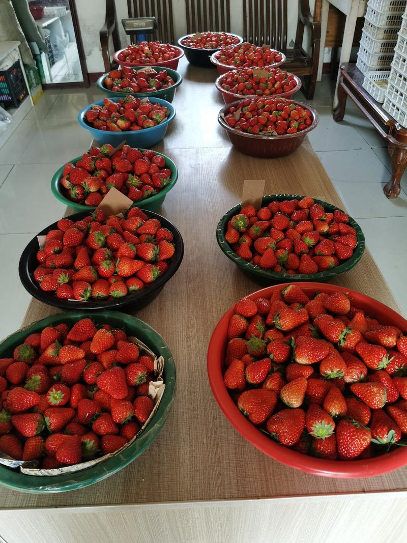 青浦草莓