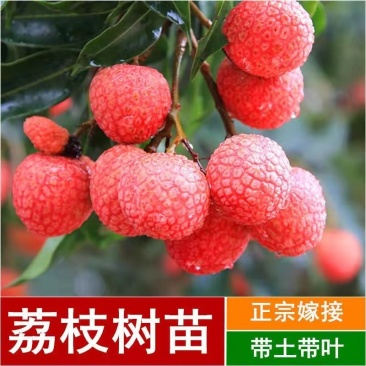 广西荔枝树苗无核妃子笑桂味正宗冰荔枝苗新品种耐寒带土带叶