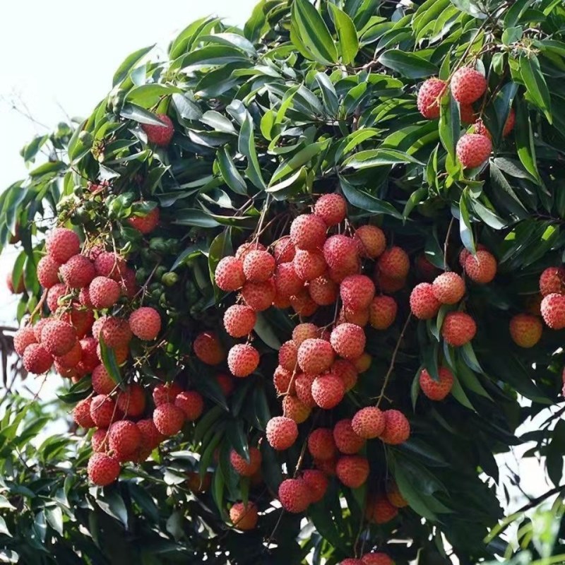 广西荔枝树苗无核妃子笑桂味正宗冰荔枝苗新品种耐寒带土带叶
