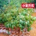 广西荔枝树苗无核妃子笑桂味正宗冰荔枝苗新品种耐寒带土带叶