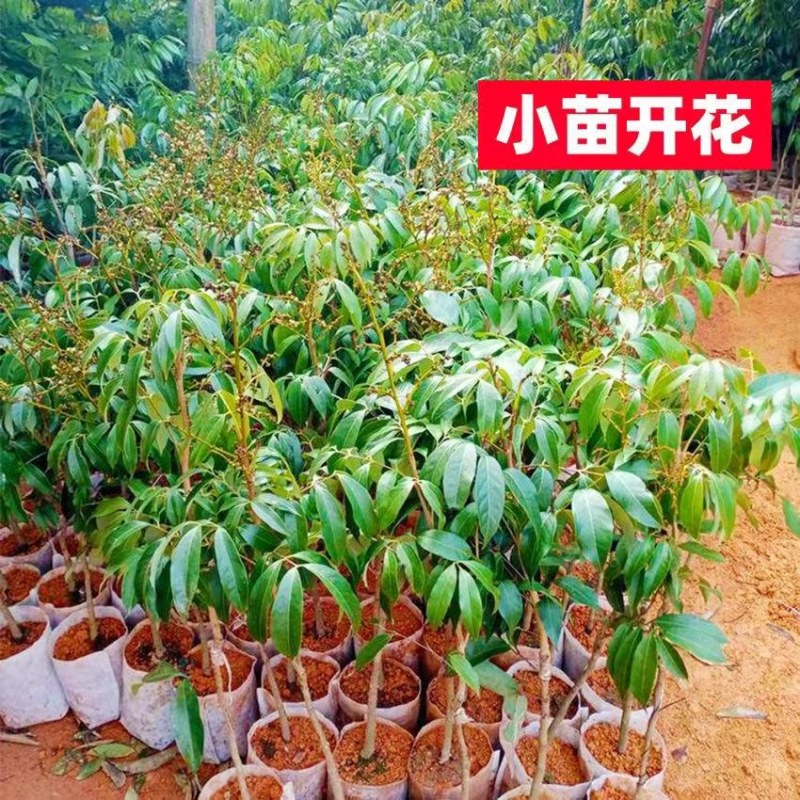广西荔枝树苗无核妃子笑桂味正宗冰荔枝苗新品种耐寒带土带叶