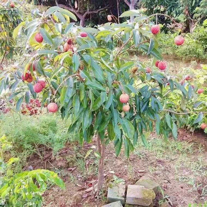广西荔枝树苗无核妃子笑桂味正宗冰荔枝苗新品种耐寒带土带叶