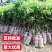 广西荔枝树苗无核妃子笑桂味正宗冰荔枝苗新品种耐寒带土带叶