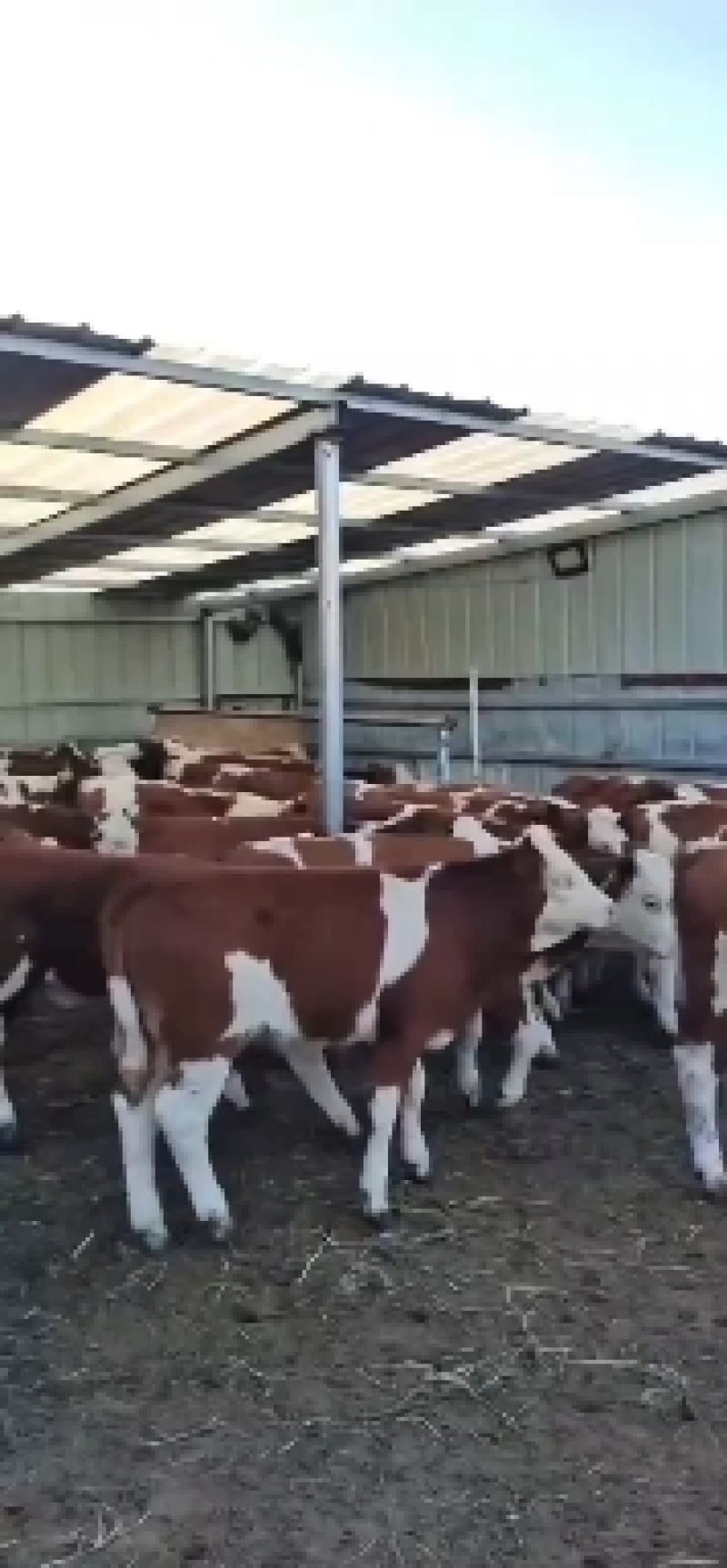 牛鲁西黄牛养殖场改良肉牛犊小黄牛活牛苗量大从优