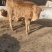 牛鲁西黄牛养殖场改良肉牛犊小黄牛活牛苗量大从优