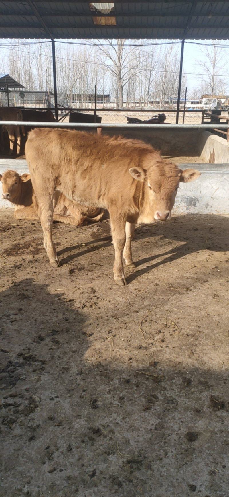 牛鲁西黄牛养殖场改良肉牛犊小黄牛活牛苗量大从优
