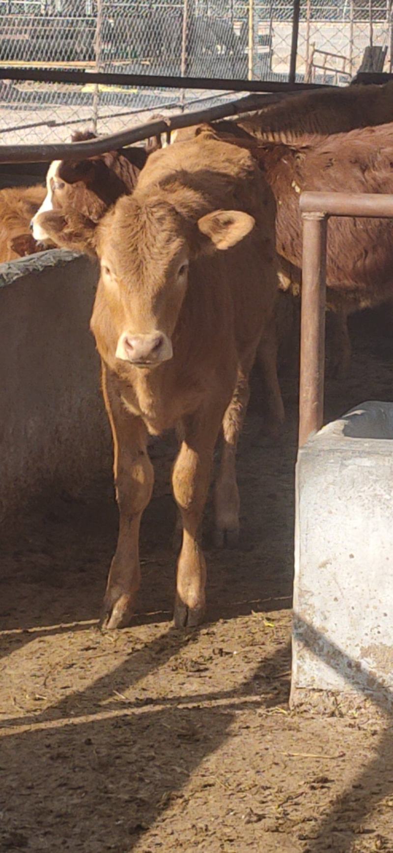 牛鲁西黄牛养殖场改良肉牛犊小黄牛活牛苗量大从优
