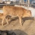牛鲁西黄牛养殖场改良肉牛犊小黄牛活牛苗量大从优
