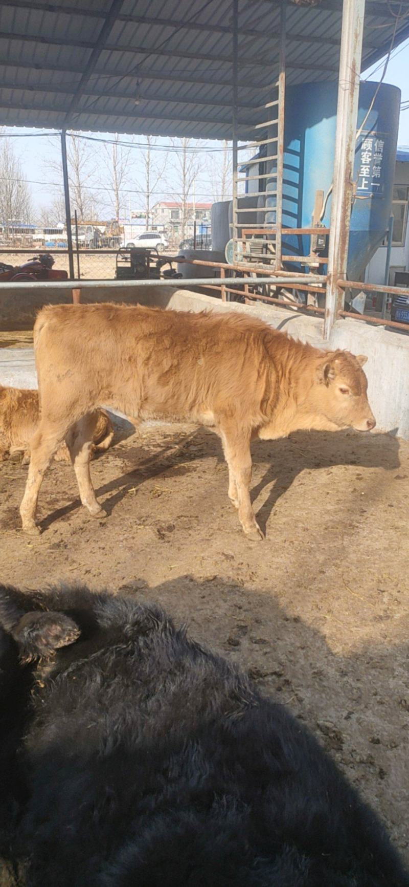牛鲁西黄牛养殖场改良肉牛犊小黄牛活牛苗量大从优