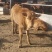 牛鲁西黄牛养殖场改良肉牛犊小黄牛活牛苗量大从优