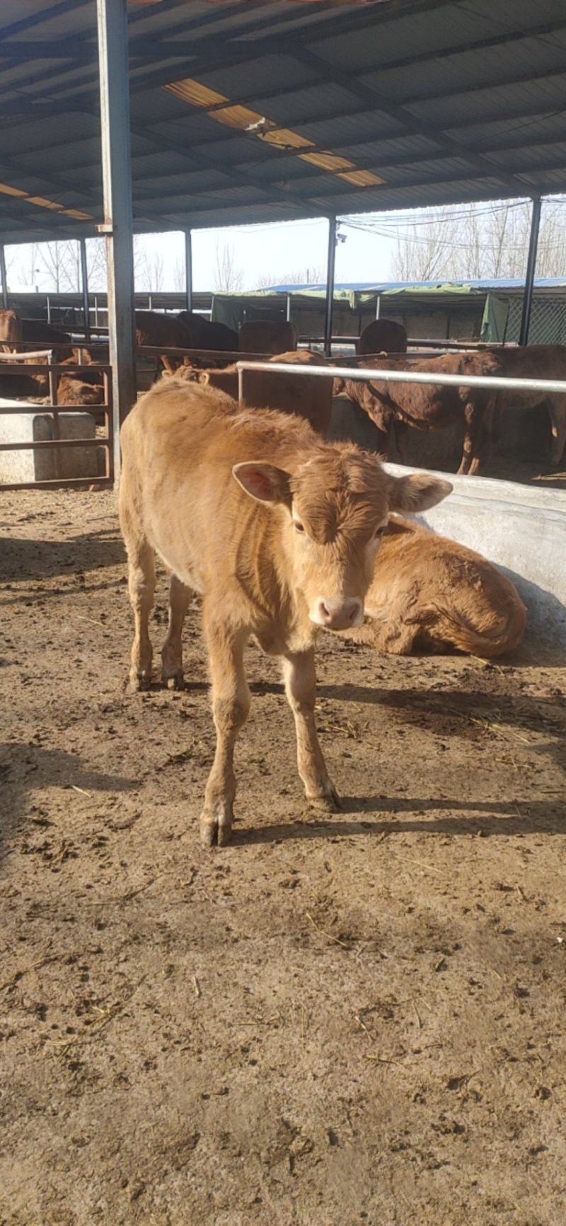 牛鲁西黄牛养殖场改良肉牛犊小黄牛活牛苗量大从优