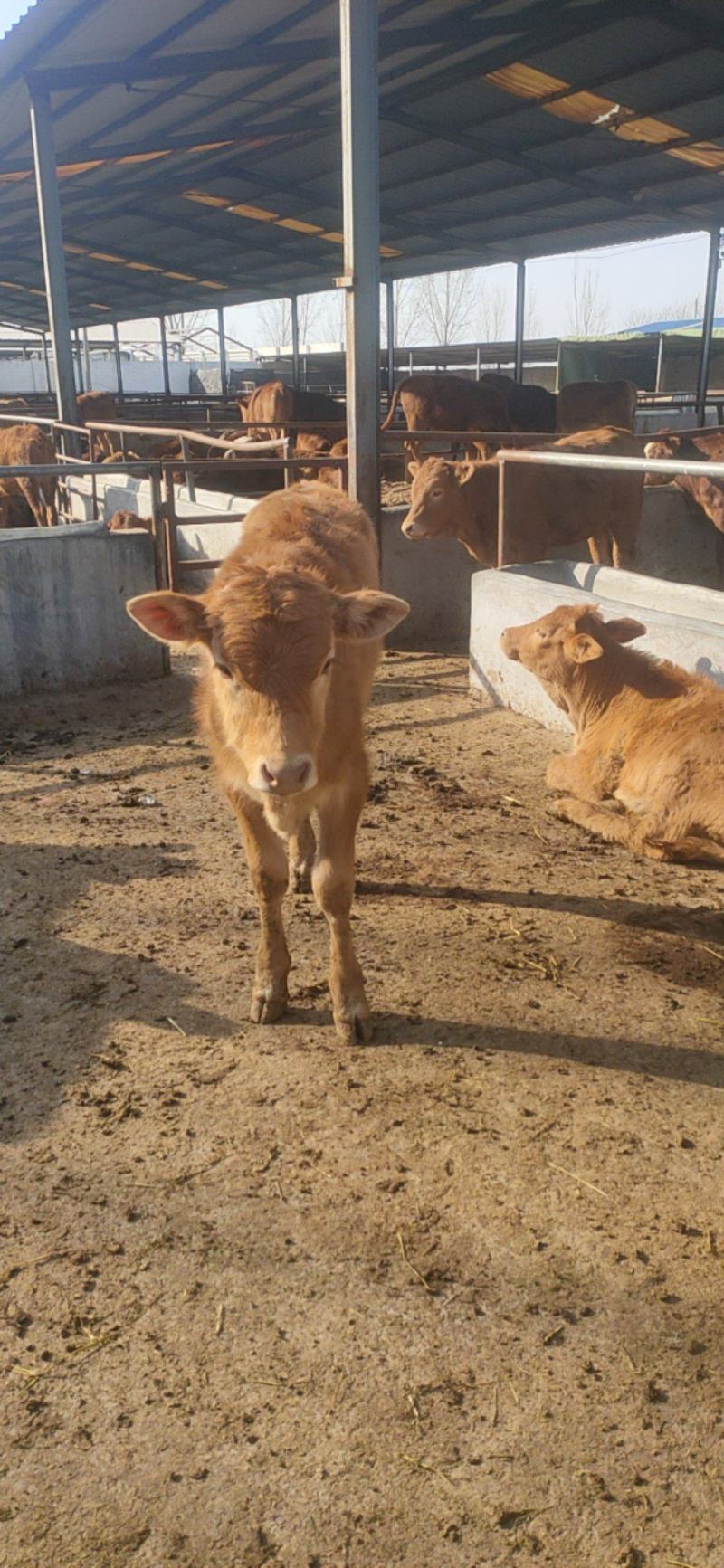 牛鲁西黄牛养殖场改良肉牛犊小黄牛活牛苗量大从优