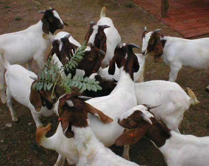 波尔山羊幼羊与母羊