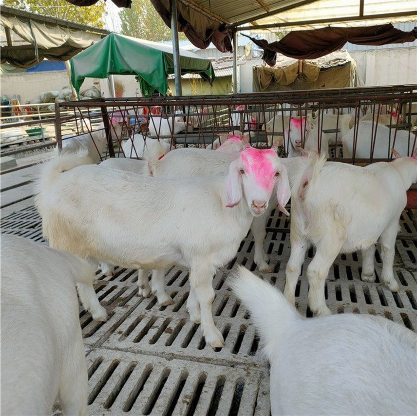 白条羊与粉羊的对比展示