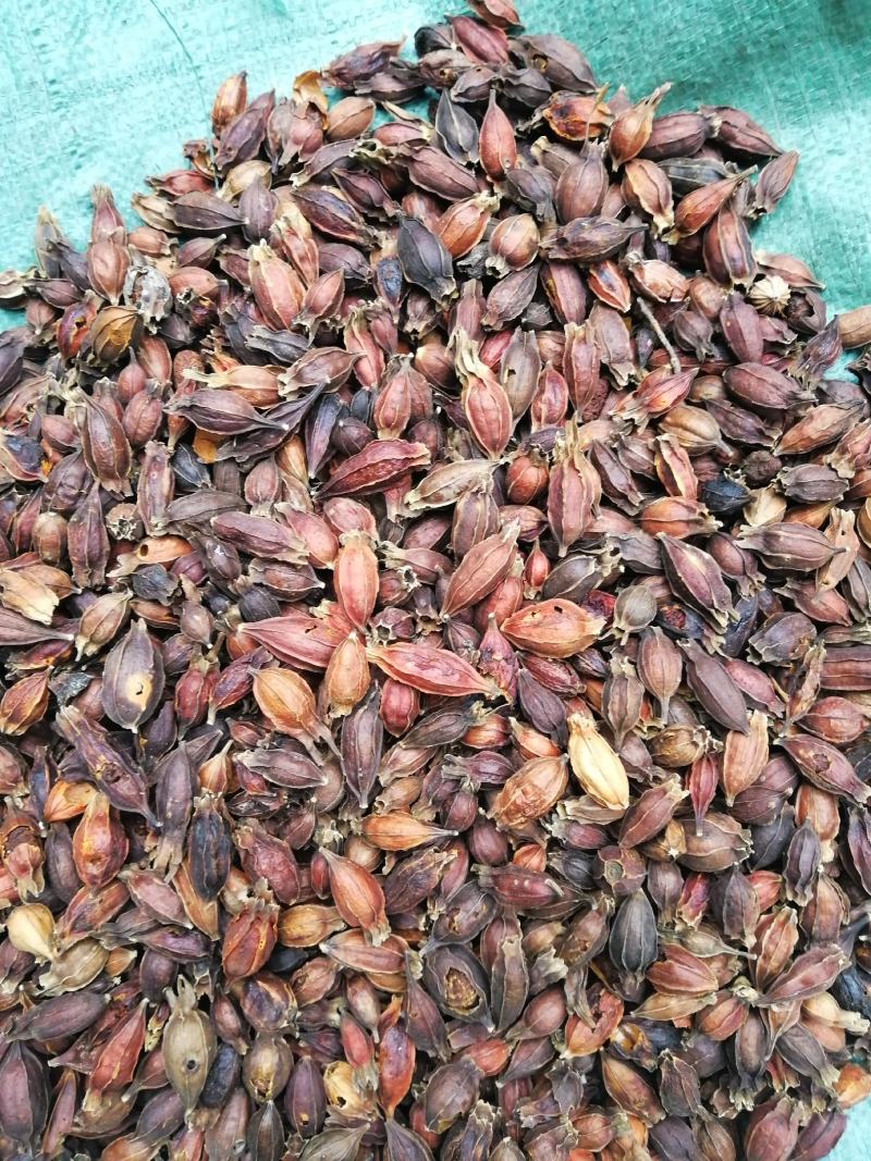 黄栀子干果（中药材），果实全红。质量非常的好，药含量达标