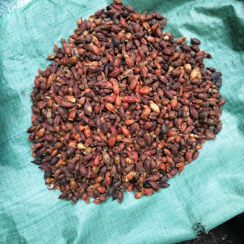 黄栀子干果（中药材），果实全红。质量非常的好，药含量达标