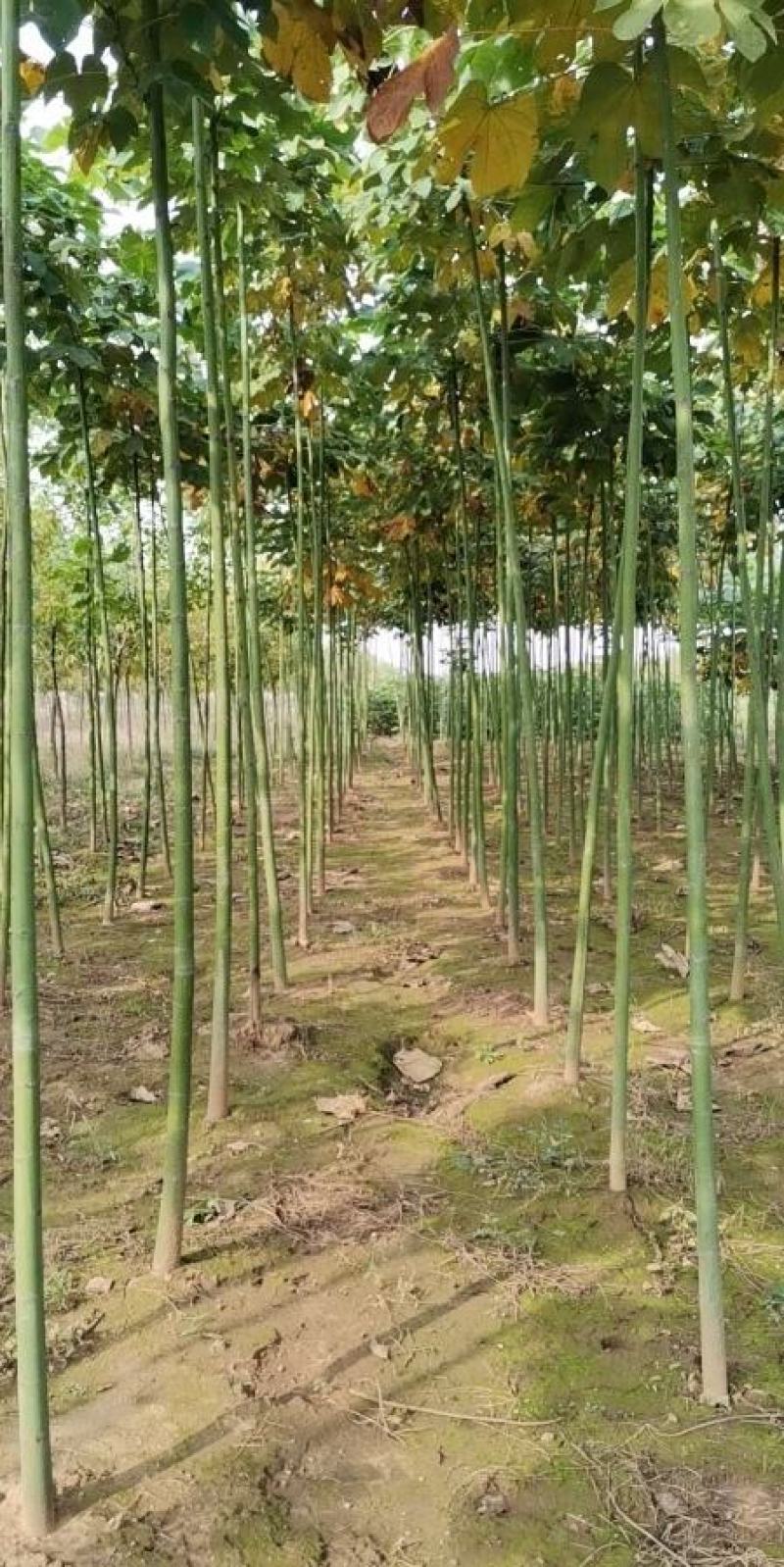 米径6公分精品青桐树质量有保证！量大从优！