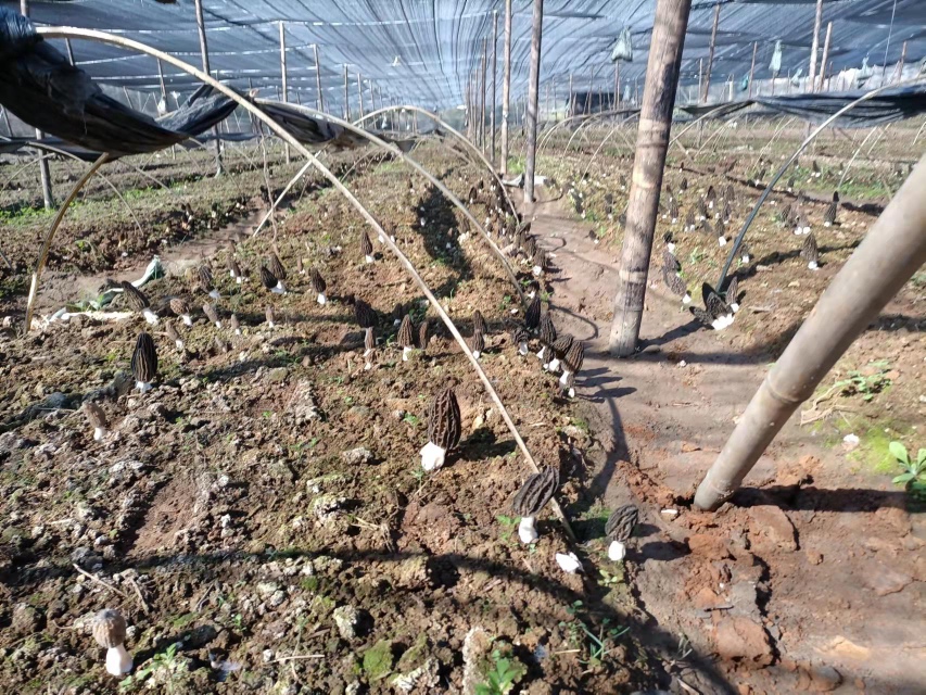 四川省广元市青川县羊肚菌种植基地航拍图,展示连片的大棚种植区,背景为青山环绕,田间整齐排列着覆盖黑色地膜的羊肚菌栽培畦,工人正在田间管理,体现规模化、生态化种植场景 青川县羊肚菌种植基地航拍全景