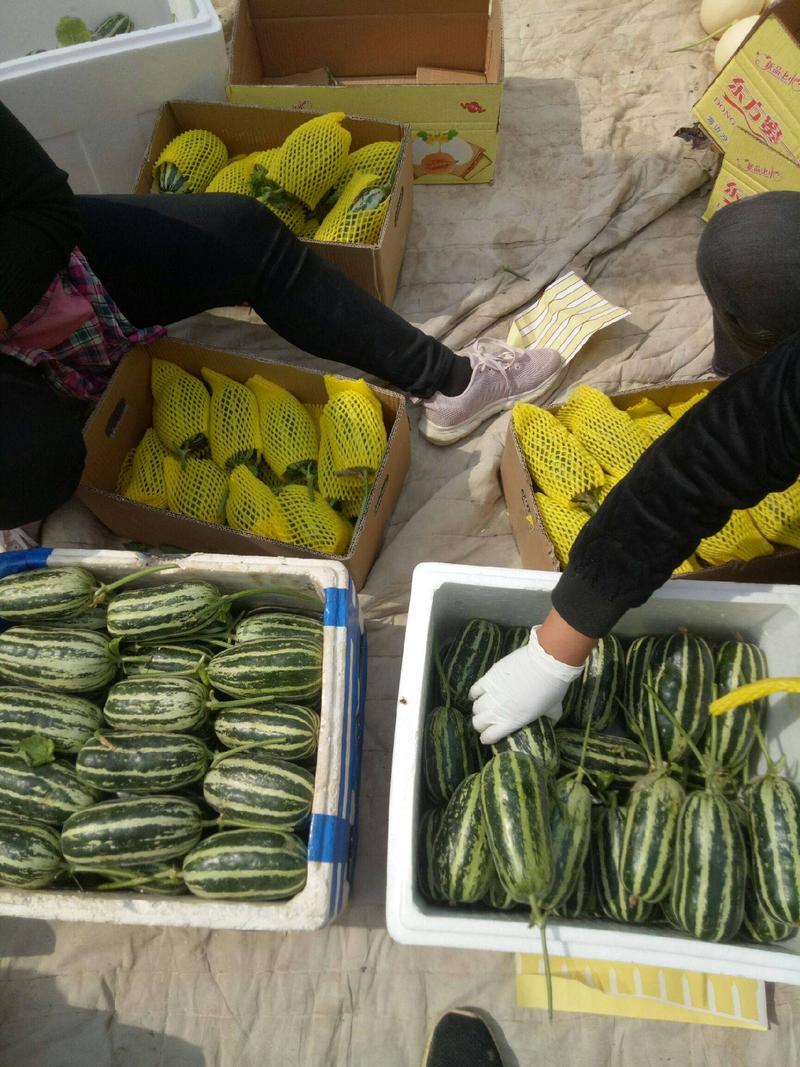 山东博洋甜瓜供应超市，批发市场，电商，社区团购，量很大