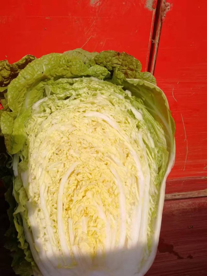 湖北长阳高山黄心大白菜产地直发保质保量诚信经营