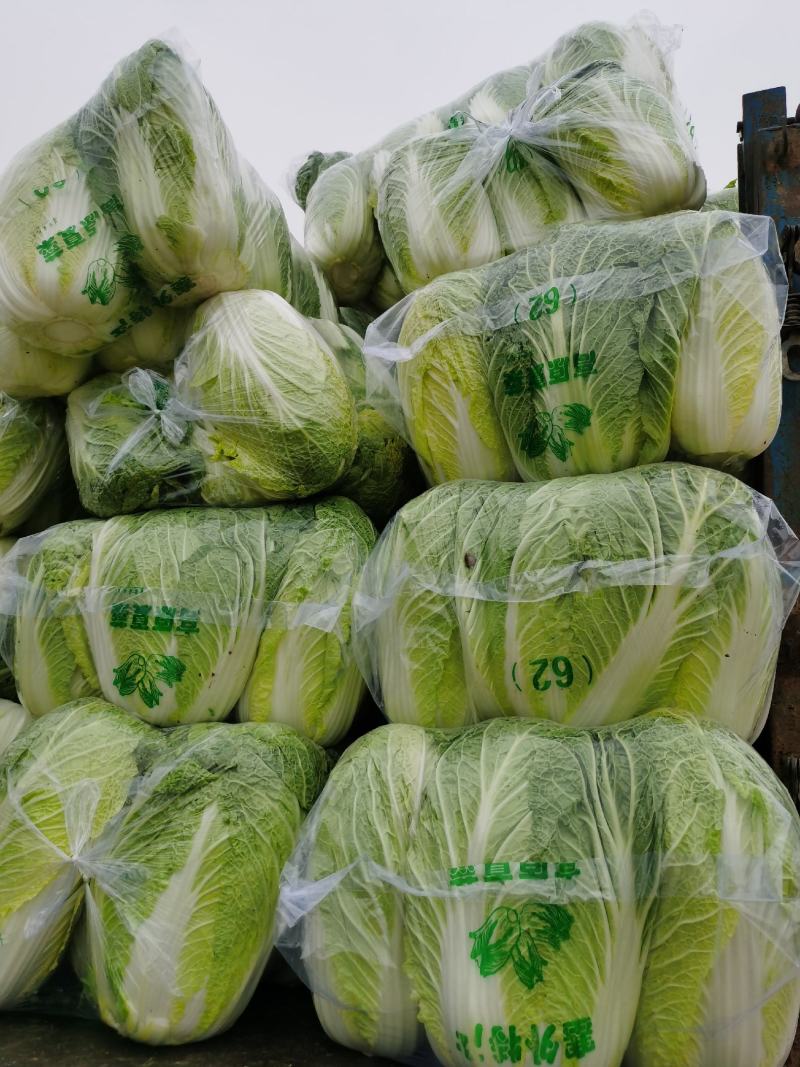 湖北长阳高山黄心大白菜产地直发保质保量诚信经营