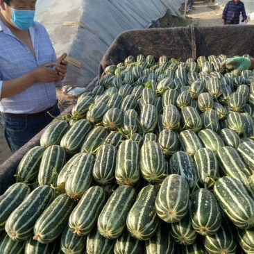 万亩暖棚博洋甜瓜，大量供应【每天30万斤】超市，市场电商