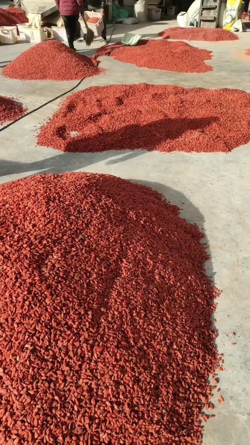 优选(基地直供青海精品头茬宁杞七号粒包满***免洗足干