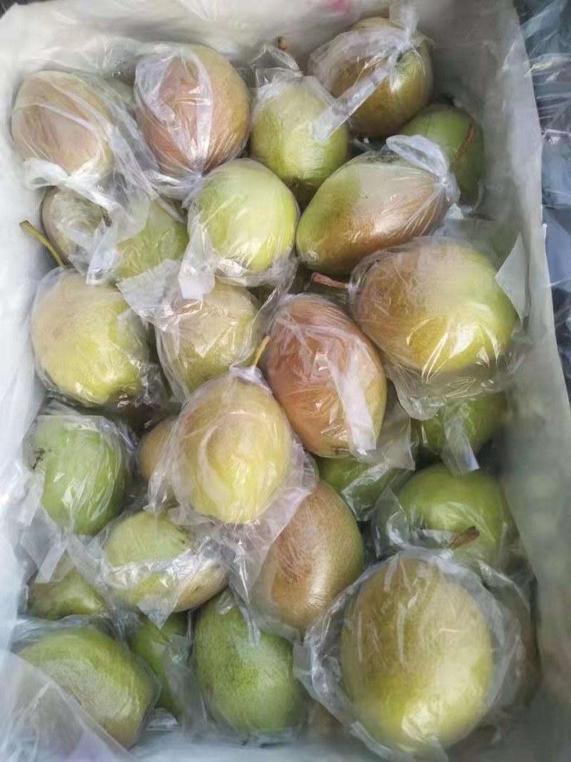 精品红香酥梨，河北红香酥梨海量货源大量有货