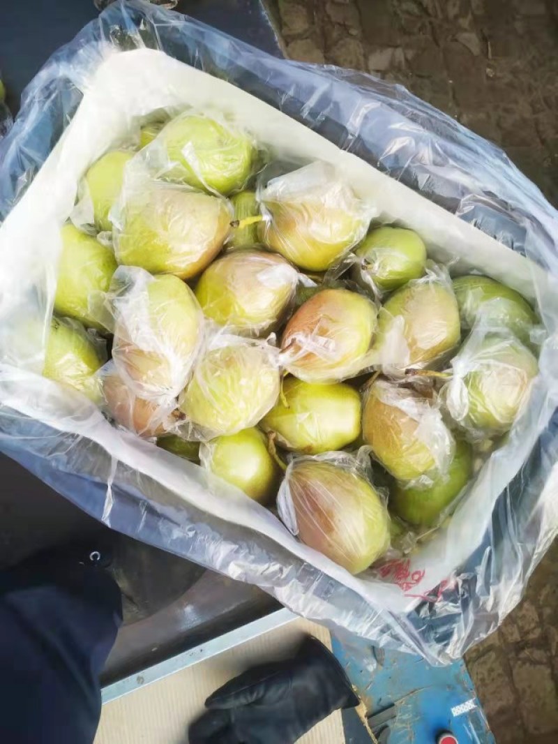 精品红香酥梨，河北红香酥梨海量货源大量有货