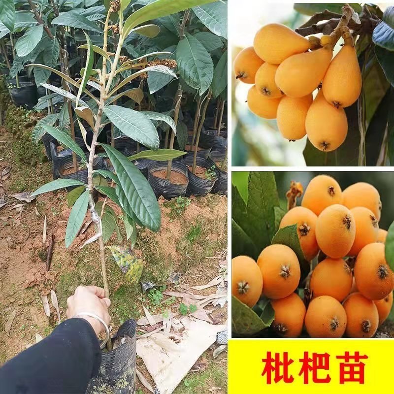 枇杷苗嫁接大五星枇杷果树苗南方北方水果苗带土带叶