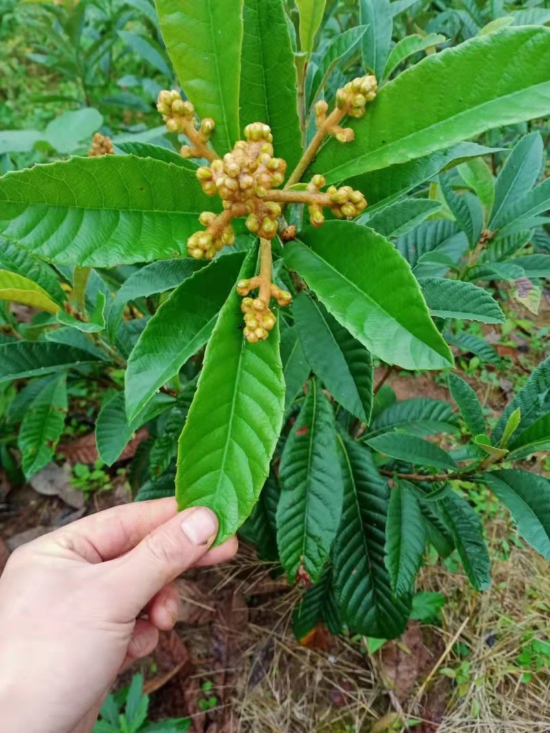 枇杷苗嫁接大五星枇杷果树苗南方北方水果苗带土带叶